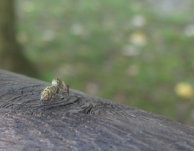 Carrhotus xanthogramma - Sostegno (BI)